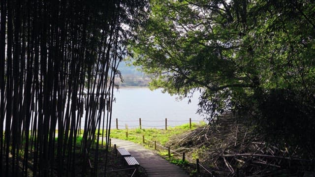 Scenic forest view with a pathway leading to a lakeside