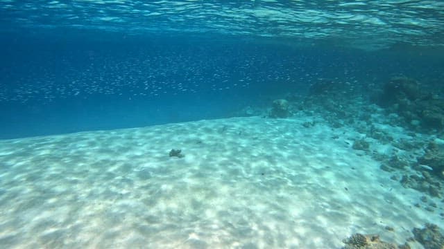 Underwater scene with fish and coral