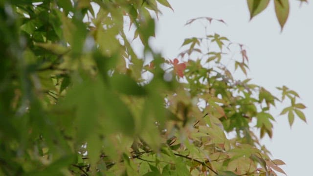 Close up of green leaves of a tree swaying in the wind
