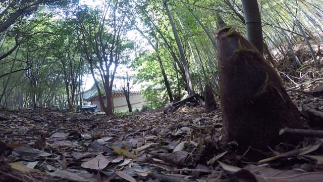Bamboo shoots growing in a bamboo forest in sunlight