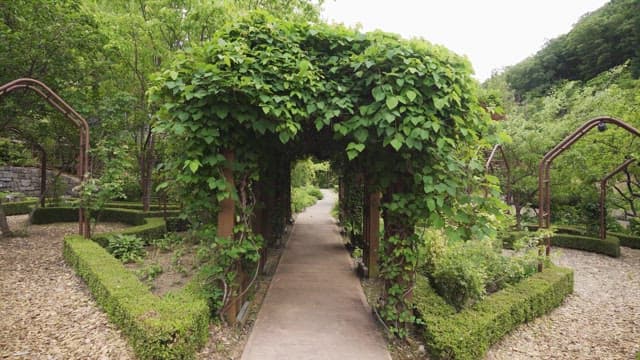 Serene Walkway Surrounded by Greenery