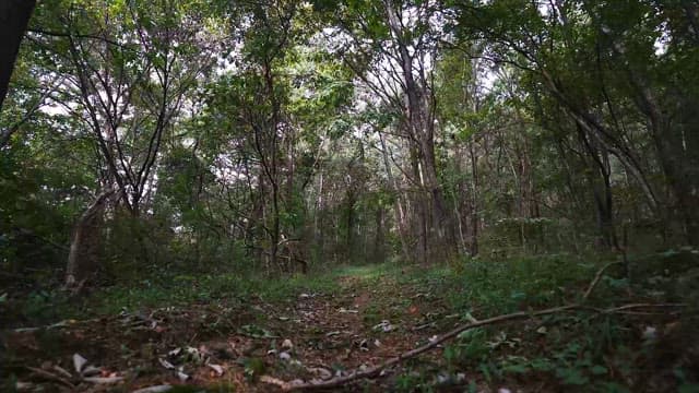 Walking Path Through a Tranquil Forest