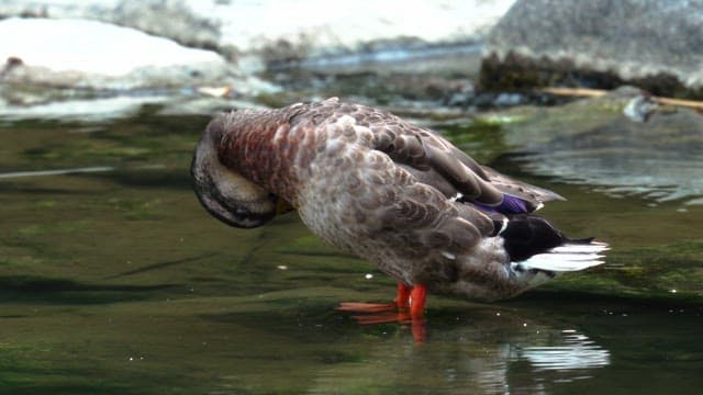 Duck in a pond engaging in a self-grooming routine