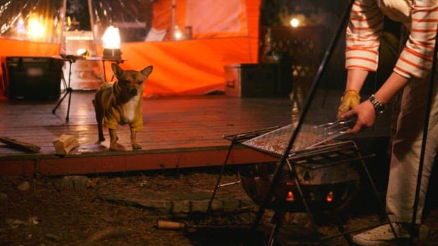 Cozy night camping with a person cooking on a camping stove and a dog