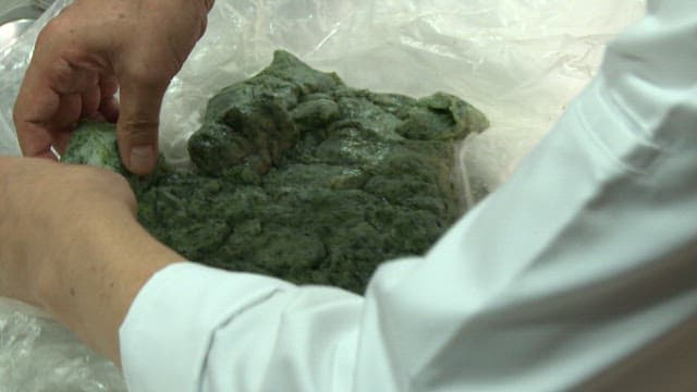 Hands preparing green beewax rice cake dough on a tray