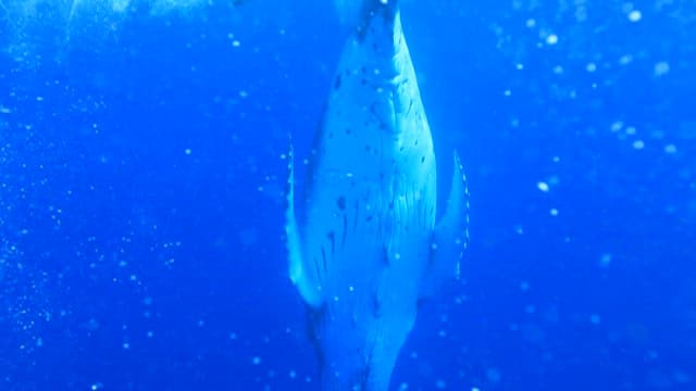 Humpback Whale Swimming in the Deep Blue Sea