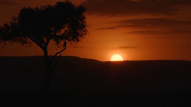Silhouette of Tree and Bird at Sunset