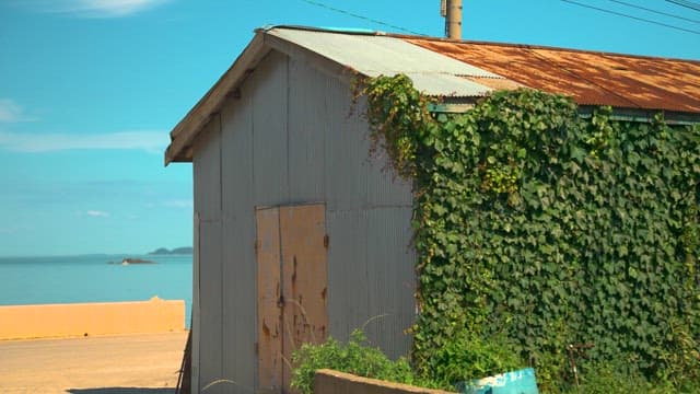 Rusty Container with Ivy Growing Next to the Beach