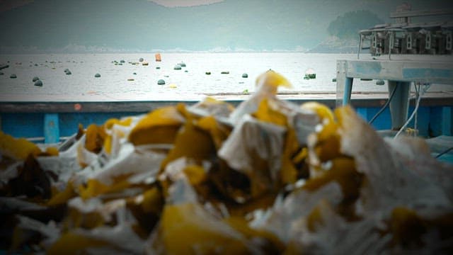 Seascape with a view of the fish farm and kelp on a fishing boat