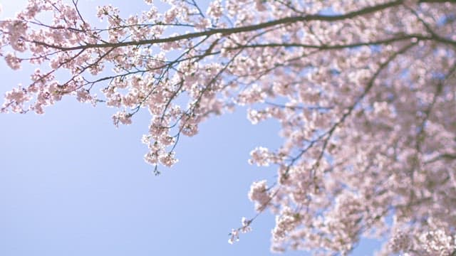 Cherry blossoms in full bloom under the sun