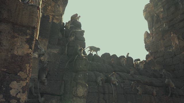 Monkeys Playing on Ancient Stone Ruins