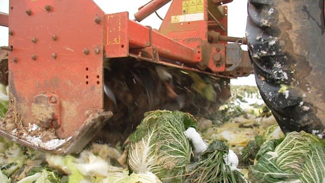 Tractor moving through a snowy cabbage field