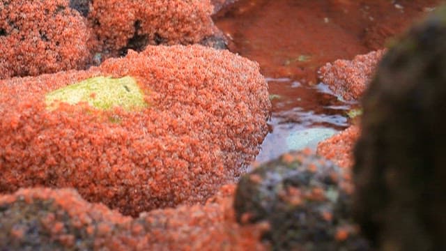 Small red crabs covering the shoreline