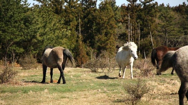 Jeju Horses walking in open pasture on a sunny day