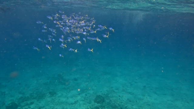 School of fish swimming underwater