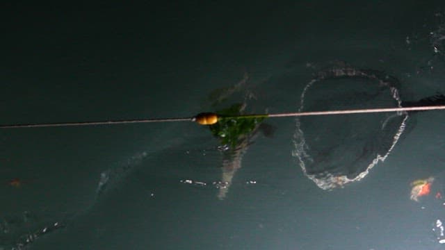 Octopus caught in a net from the sea