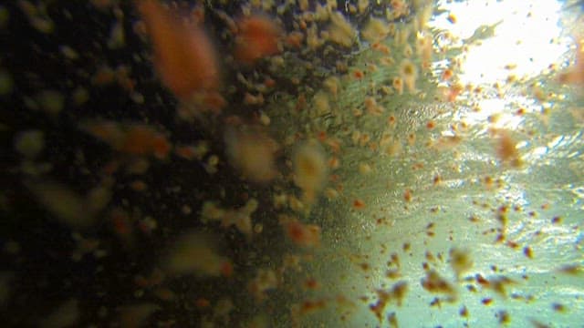 Small red crabs floating in the water