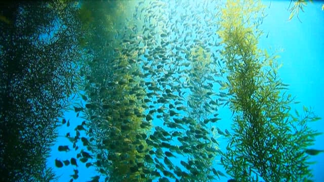 Underwater view of a school of fish among seaweed