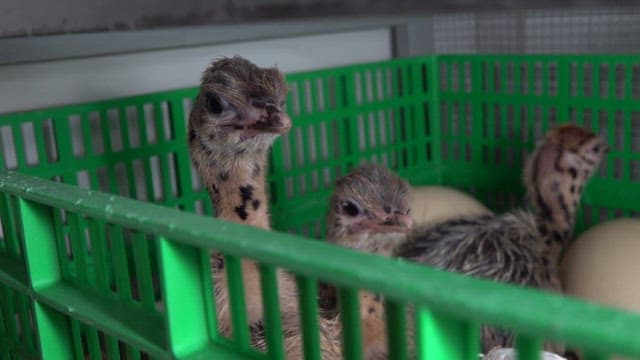Baby ostriches emerged from eggs in an incubator