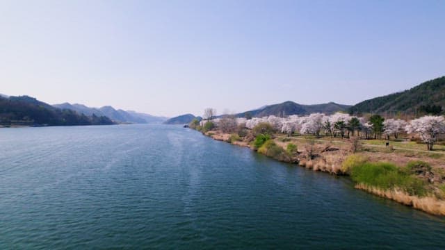 Springtime Blossoms Along a Calm River