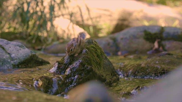 Chipmunk crossing the valley