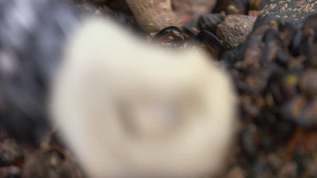 Fresh mussels being picked with gloved hands from under a rock