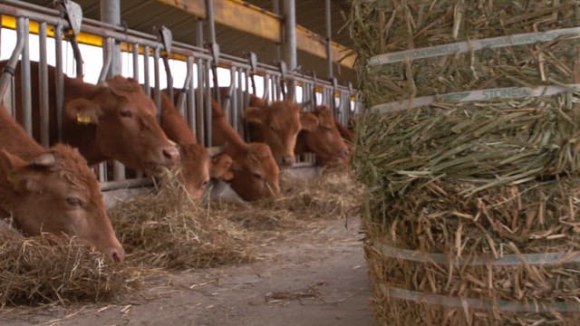Cows eating hay in a barn