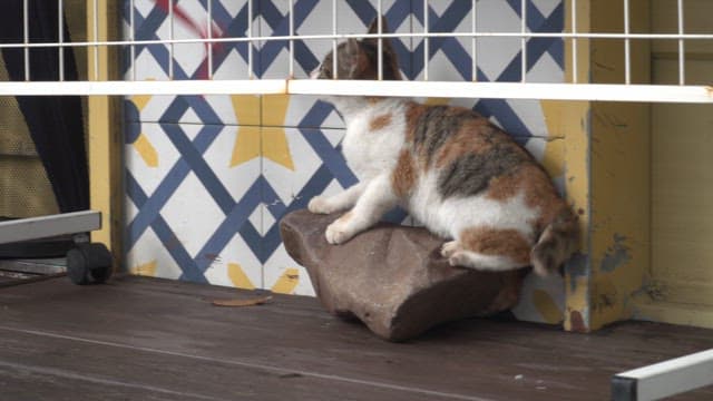 Cat playing with a pink ribbon