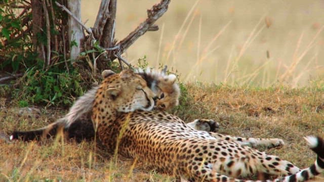 Cheetahs Resting and Playing in the Grassland