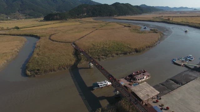 Scenery of a Wetland with a Reed Field and Ducks