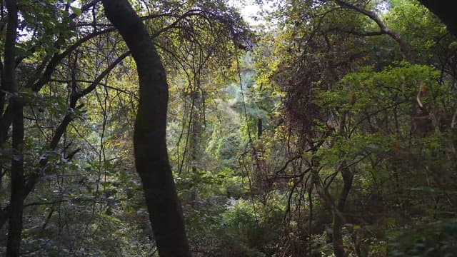 Tranquil forest landscape abundant with greenery