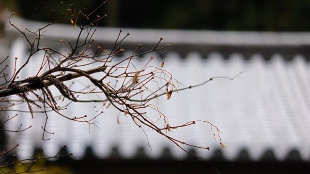 Branch in front of a traditional roof