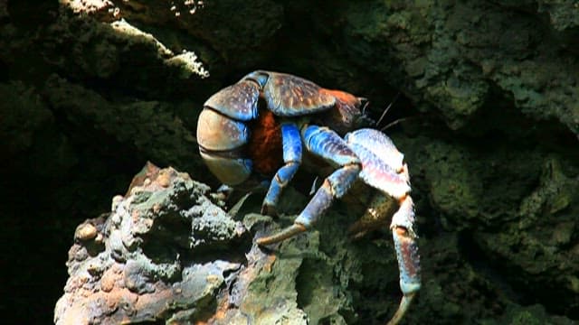 Colorful Crab Clinging to Rocky Terrain