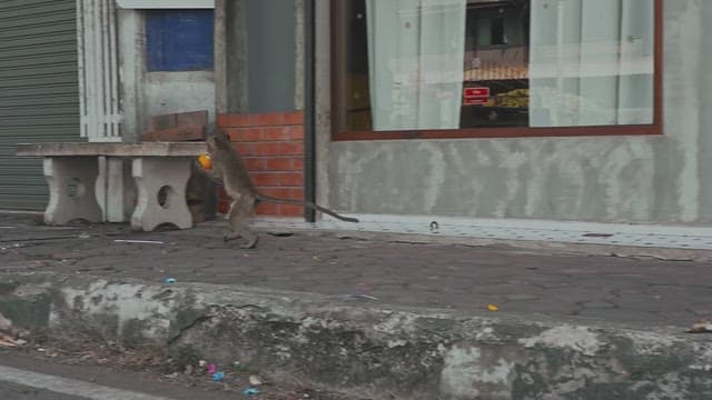 Monkey Picking up Orange on the Street