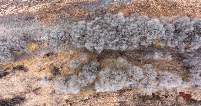 Snow-covered desolate forest full of leafless winter bare trees