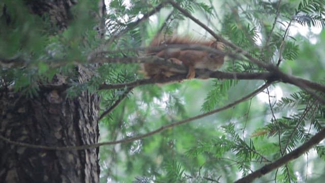 Eurasian red squirrel resting on a pine branch