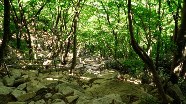 Rocky slopes and sunlit forest trees