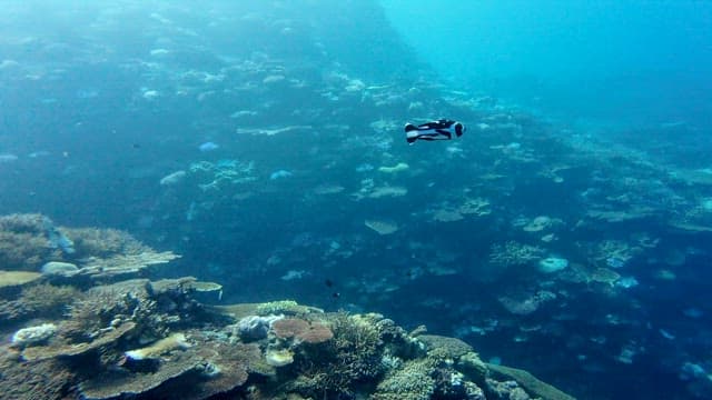 Fish swimming over a vibrant coral reef