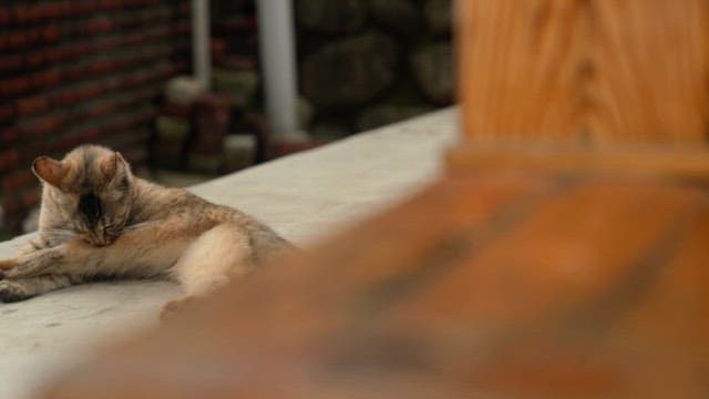 Cat grooming in the backyard