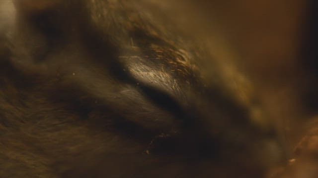 Squirrel Hibernating