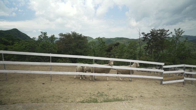 Sheep gathered inside a rural farm enclosure