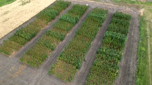 Overhead View of Agricultural Crop Fields