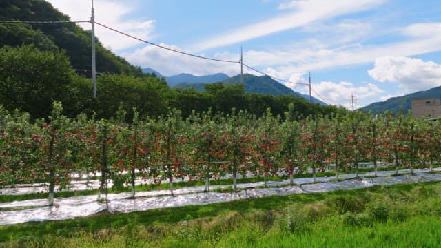 Apple orchard with mountains in the background