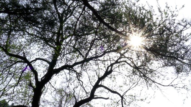 Sunlight gently filtering through tree branches outdoors