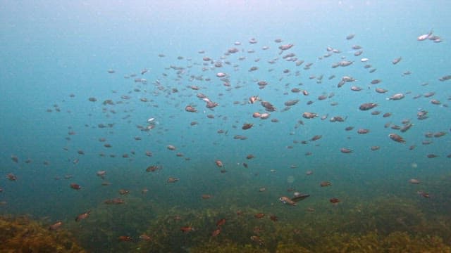 School of fish swimming underwater