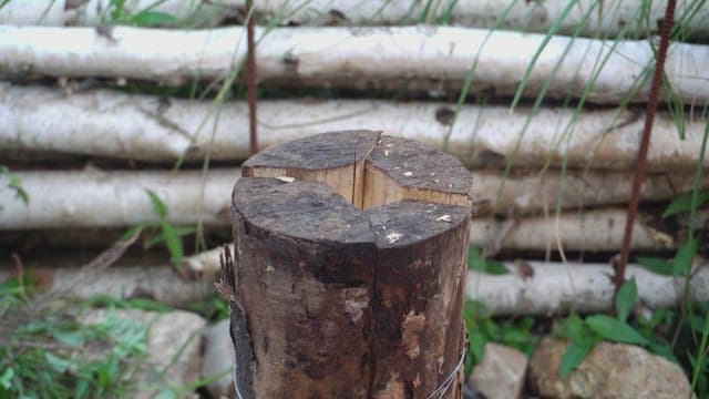Person who puts tree bark into firewood
