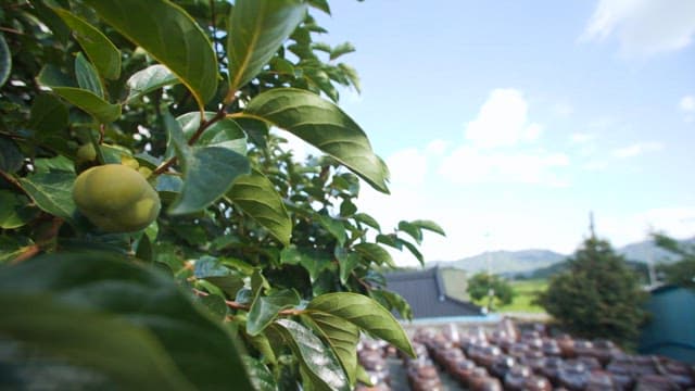 Jangdokdae with traditional Korean jars in a rural setting