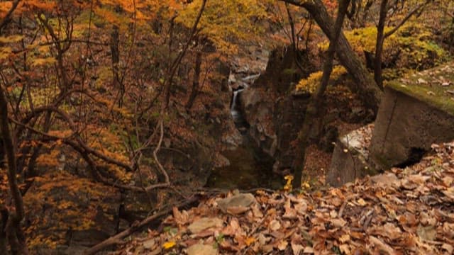 Autumn leaves decorating a forest valley
