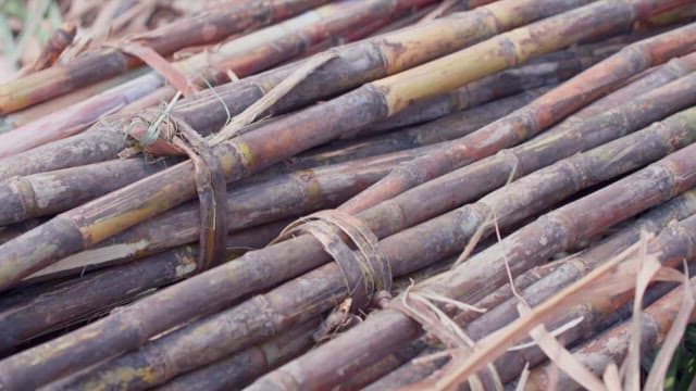 Bundle of harvested and neatly arranged sugarcane