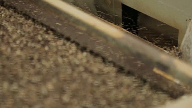 Hemp Seeds Filtered Through Sorter